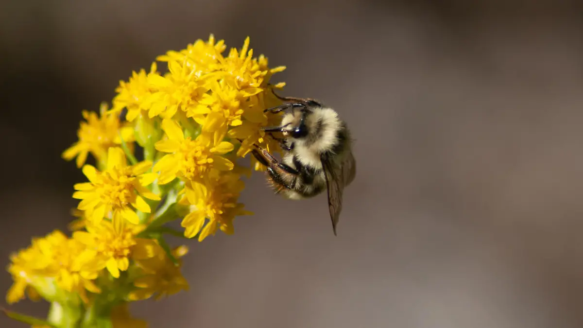 So werden Garten und Balkon bienenfreundlich