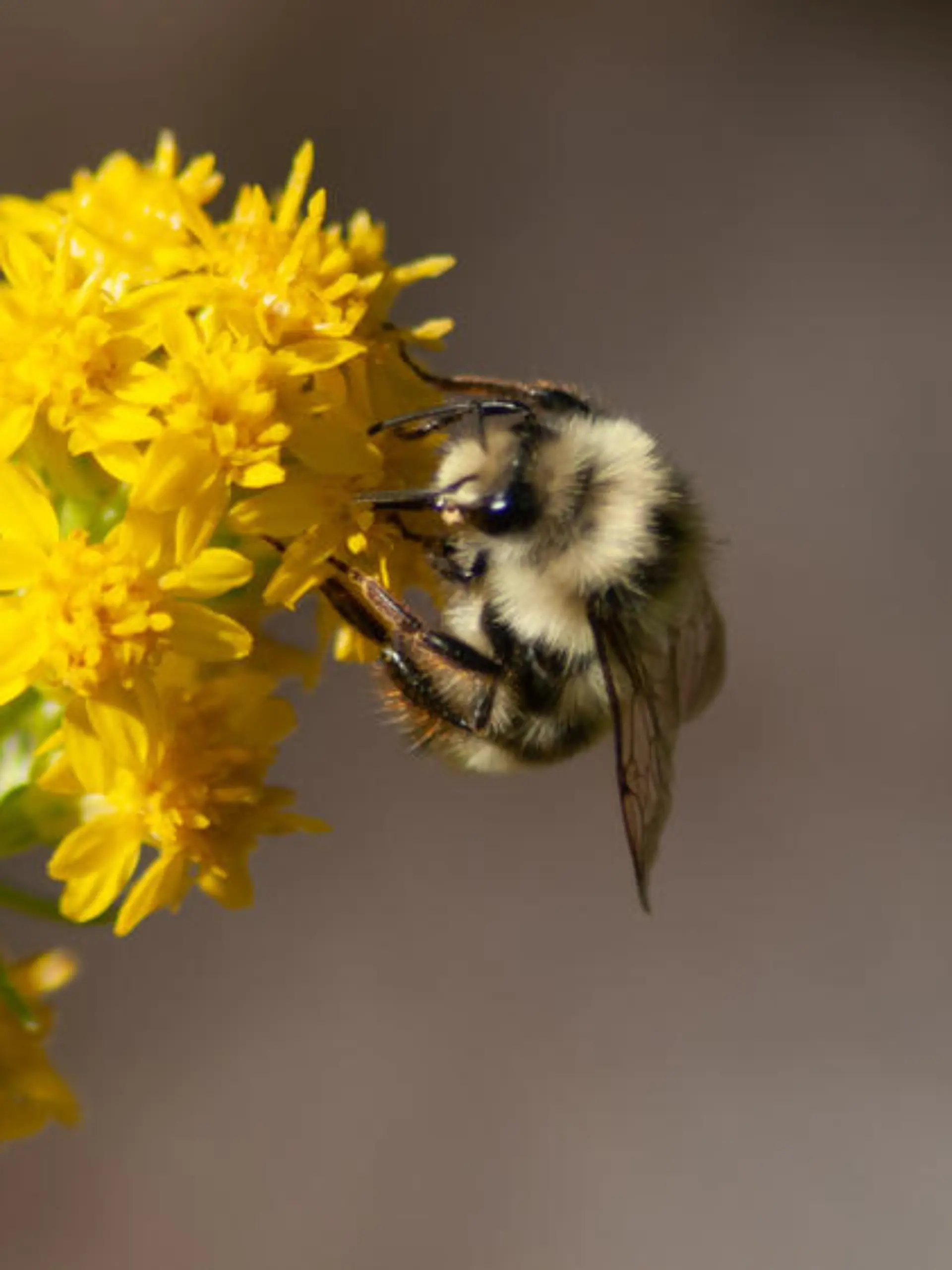 So werden Garten und Balkon bienenfreundlich