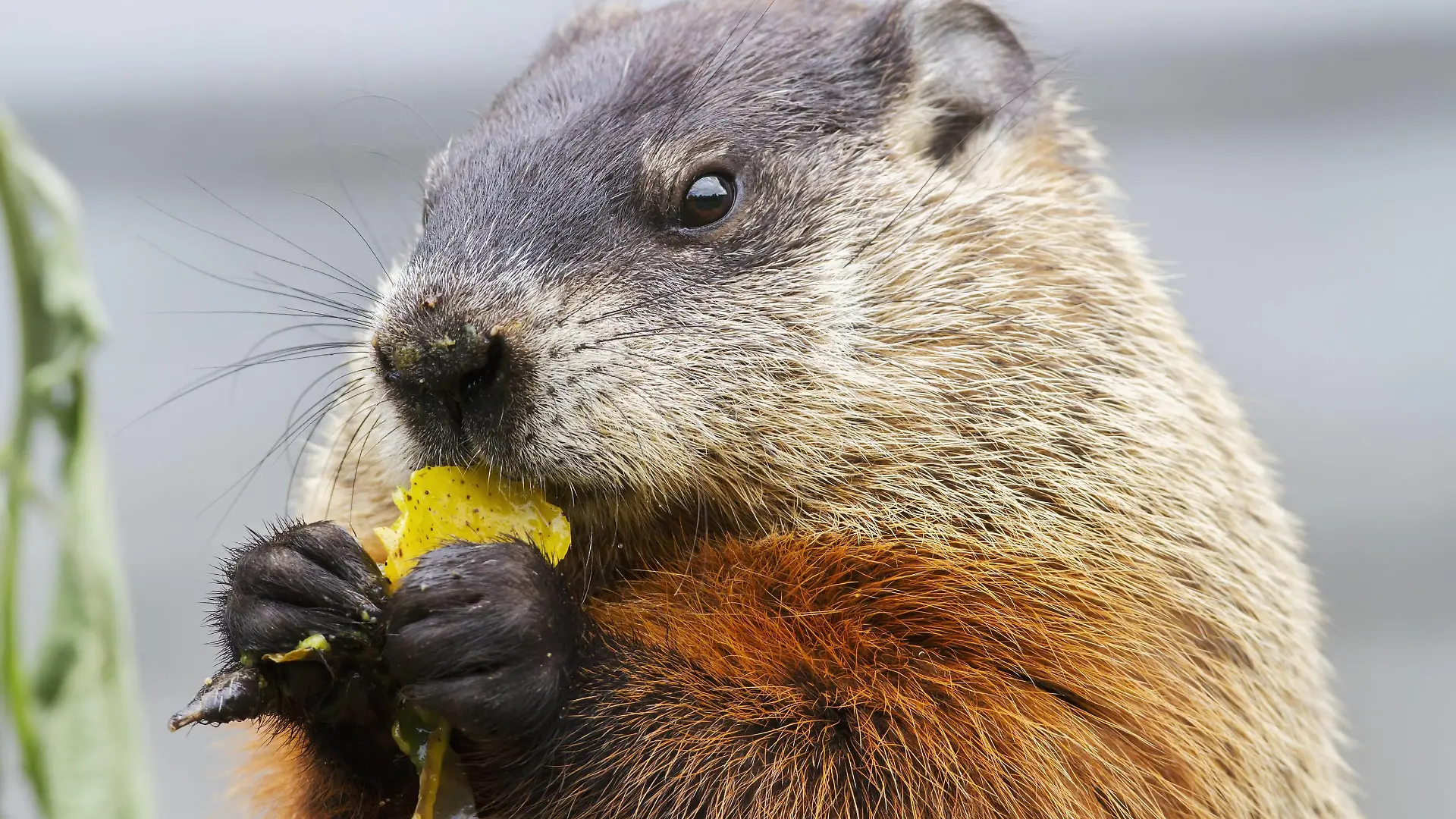 Marmot Marmota Monax Eating Fruit On A Pile Of Compost Quebec, Canada PUBLICATIONxINxGERxSUIxAUTxONLY Copyright: PhilippexHenry 12254919