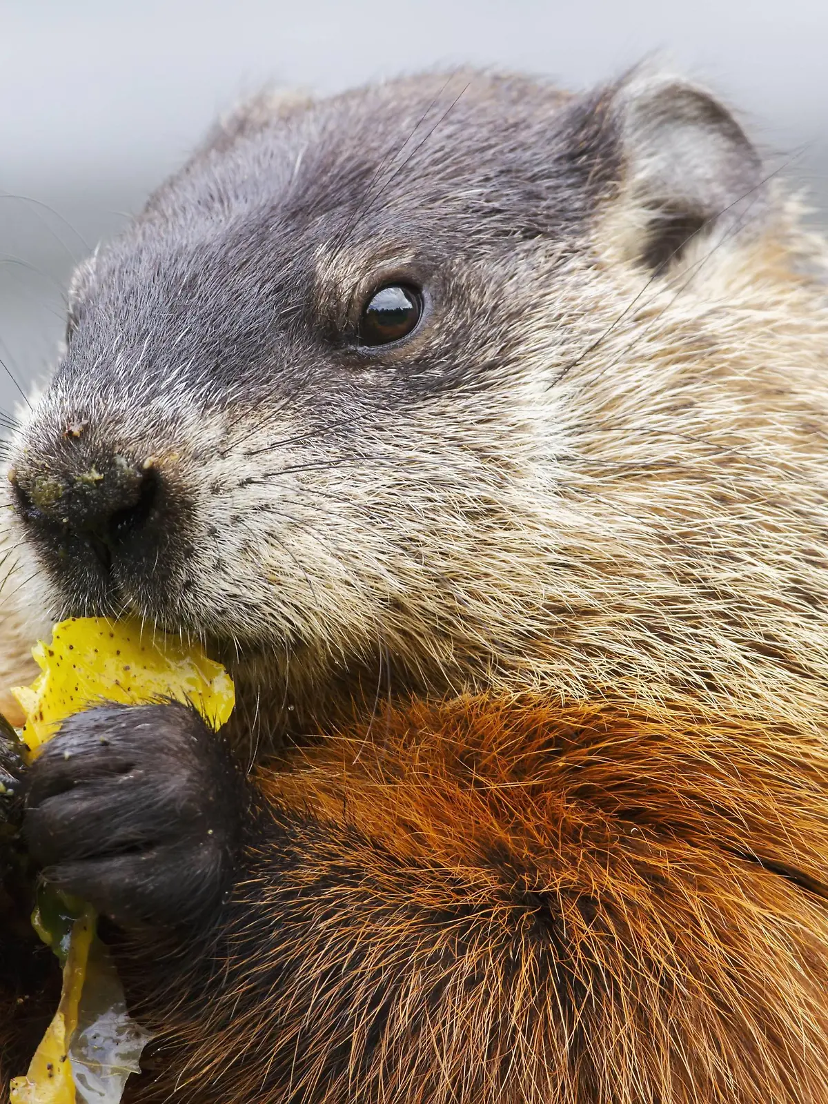  Marmot Marmota Monax Eating Fruit On A Pile Of Compost Quebec, Canada PUBLICATIONxINxGERxSUIxAUTxONLY Copyright: PhilippexHenry 12254919