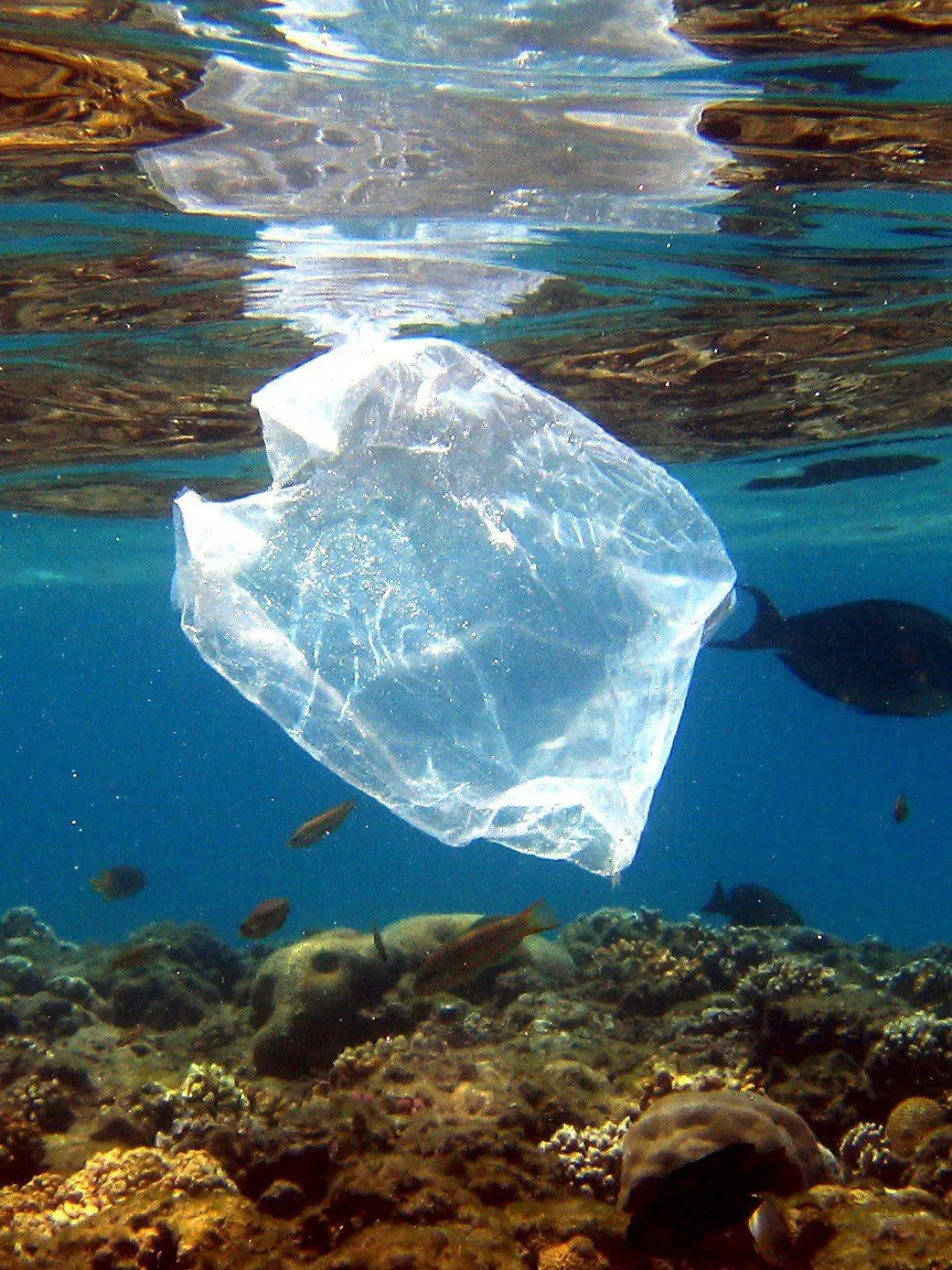 ARCHIV - Eine Plastiktüte schwimmt über Korallen im Roten Meer in Ägypten am 01.08.2007. Die Vermüllung der Meere steht im Mittelpunkt einer am 30.05.2017 beginnenden dreitägigen Konferenz mit Vertretern der G20-Staaten in Bremen. (zu dpa "Konferenz der G20-Staaten berät Maßnahmen gegen Vermüllung der Meere" vom 29.05.2017) Foto: Mike_Nelson/epa/dpa +++(c) dpa - Bildfunk+++