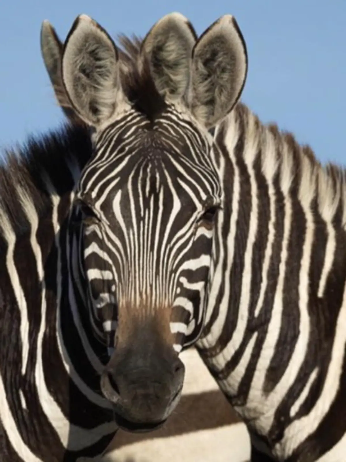 Wir haben uns an diesem Bild die Zähne ausgebissen! Fotograf Sarosh Lodhi hat die beiden Tiere abgelichtet und anschließend gemerkt, dass etwas komisch ist.
