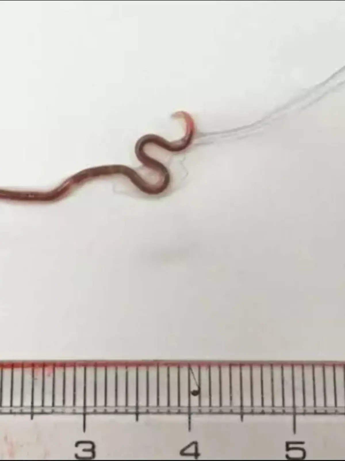 Dieser Spulwurm wurde in einem Sashimi-Stück gefunden.
