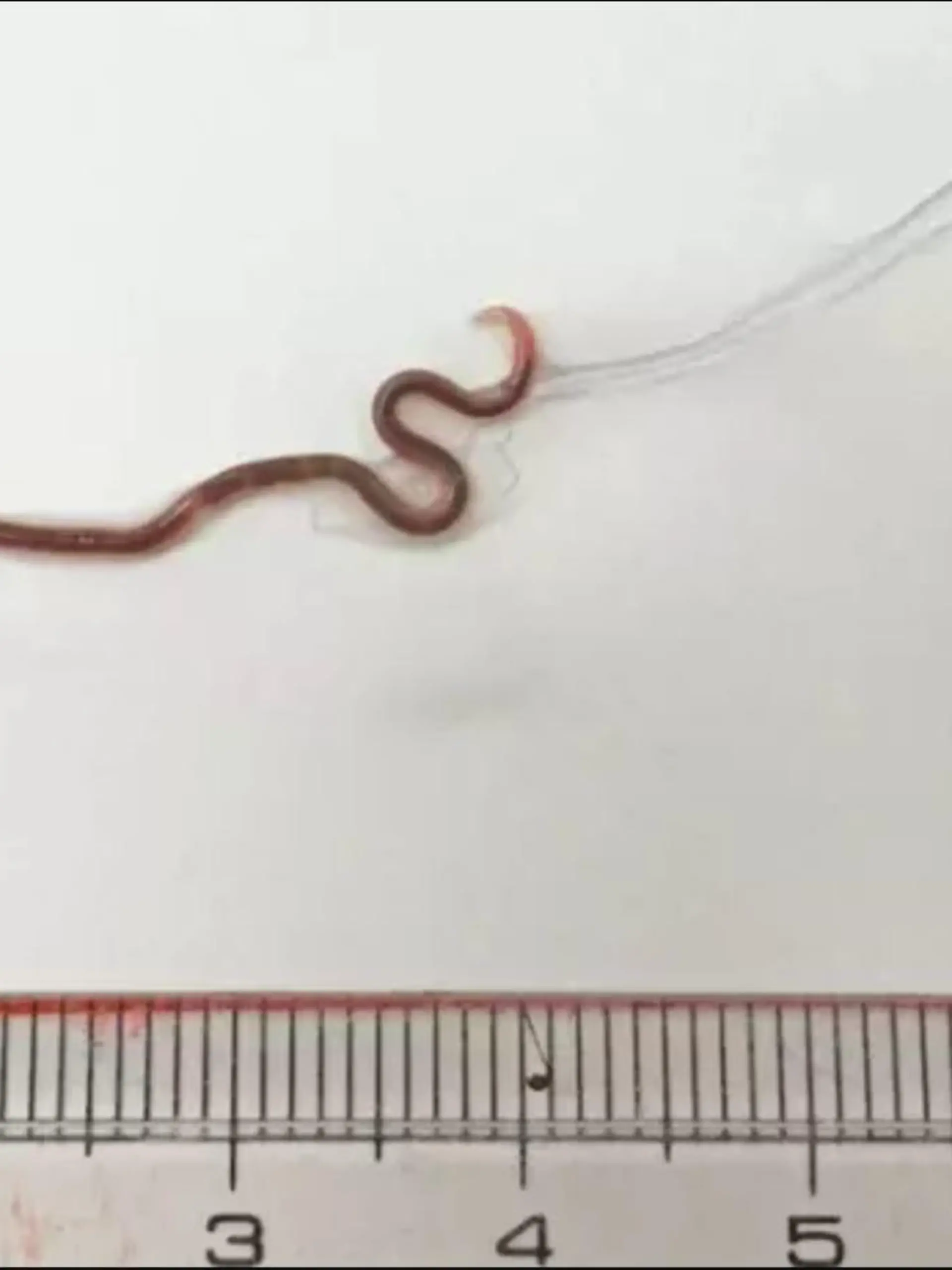 Dieser Spulwurm wurde in einem Sashimi-Stück gefunden.