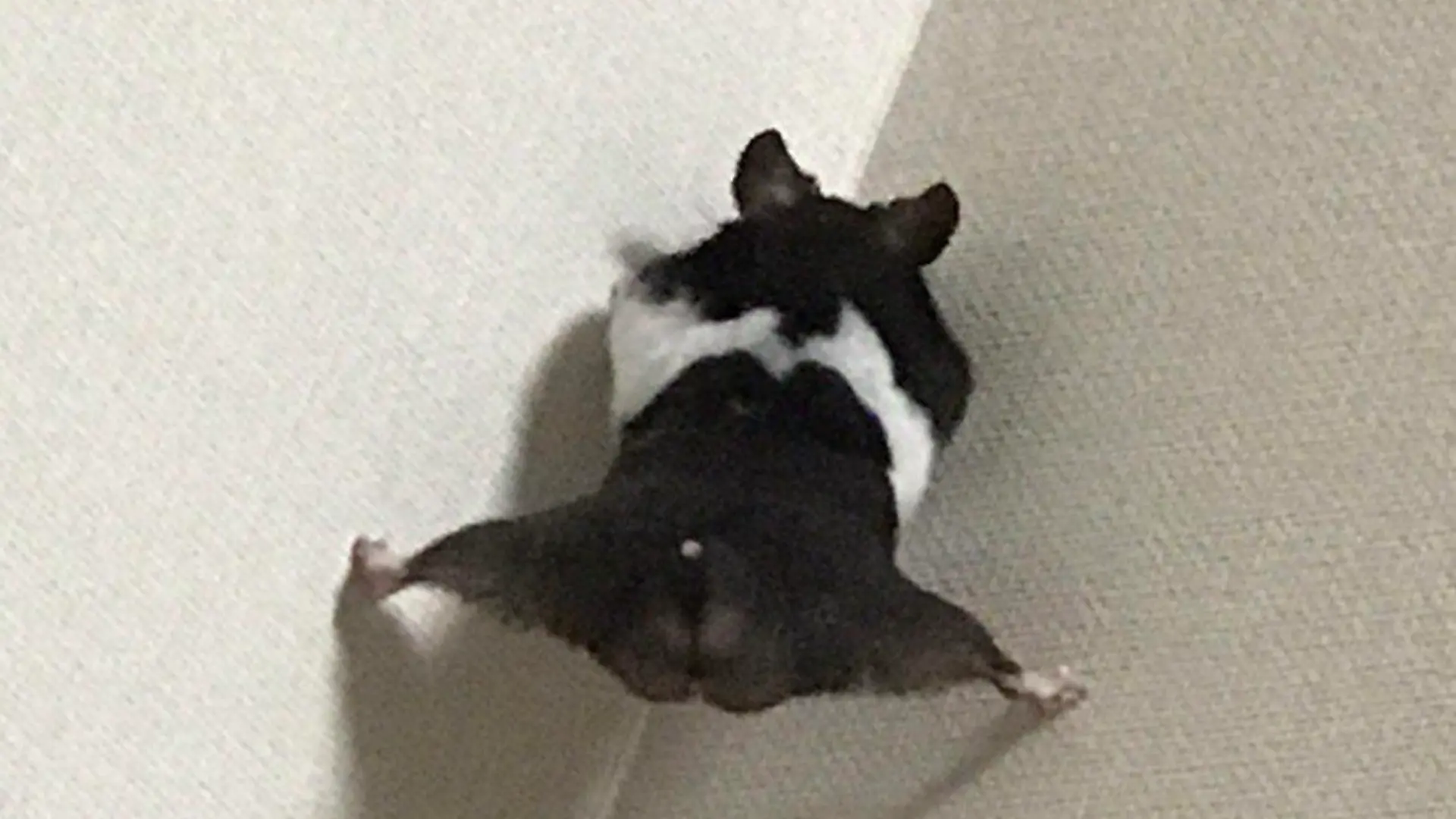 Hamster