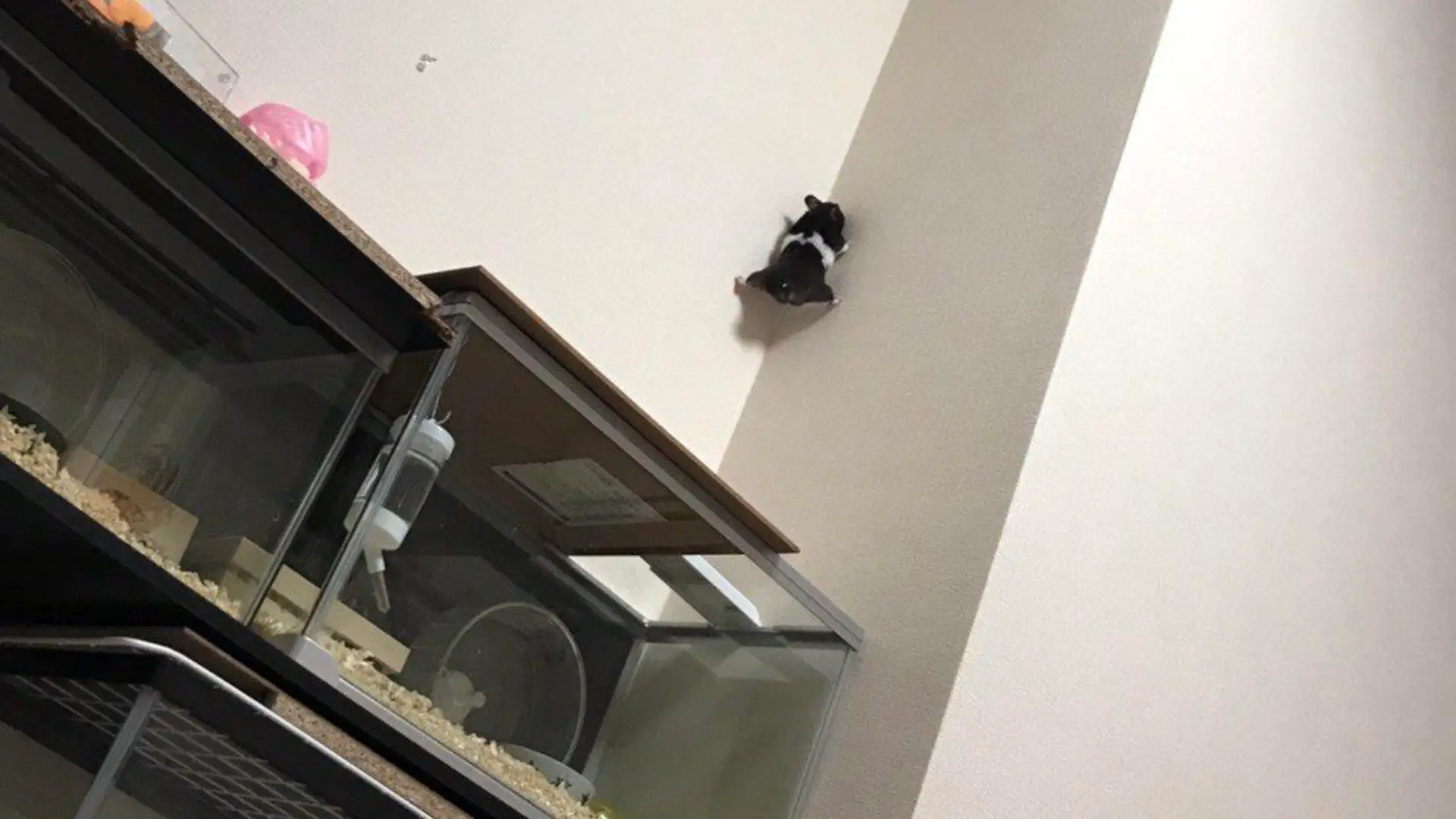 Hamster