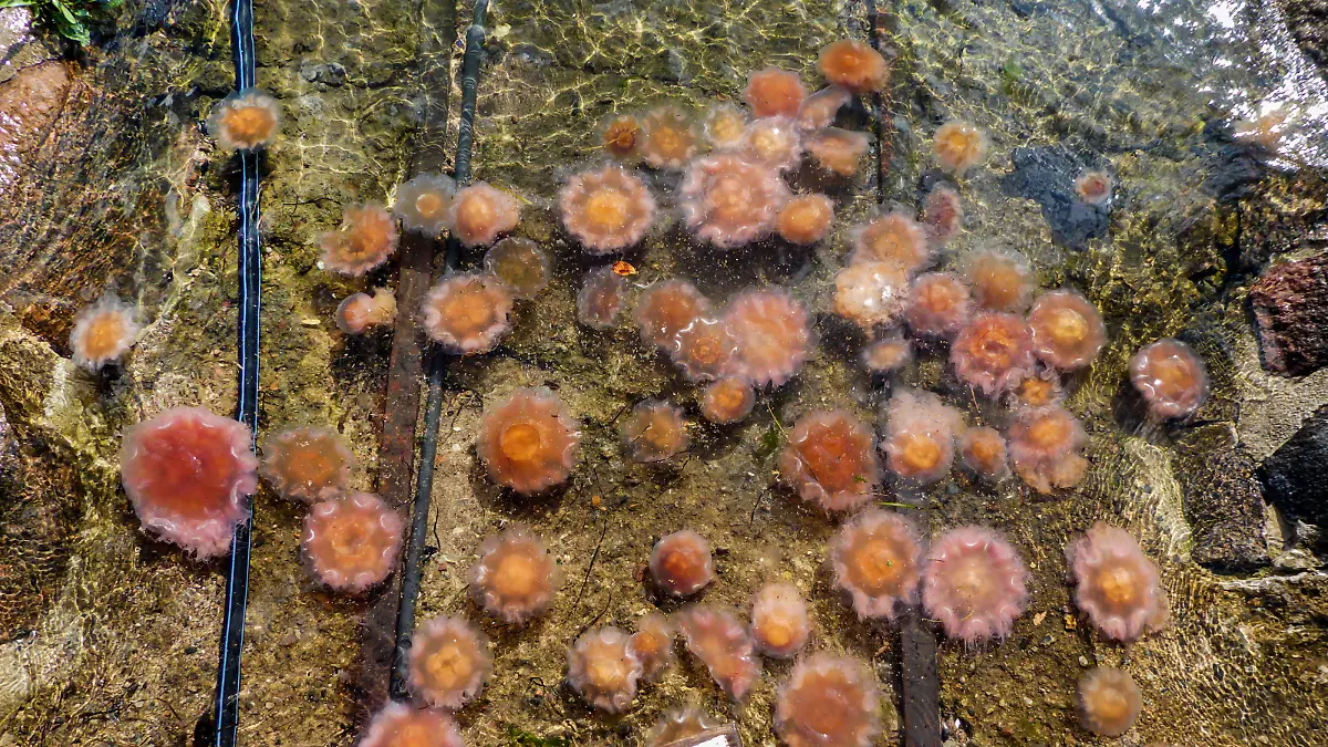 Gelbe Feuerqualle, Gelbe Haarqualle, Gelbe Nesselqualle, Feuerqualle (Cyanea capillata), angespuelte Feuerquallen, Deutschland, Schleswig-Holstein | lions mane, giant jellyfish, hairy stinger, sea blubber, sea nettle, pink jellyfish (Cyanea capillata), washed up on the beach, Germany, Schleswig-Holstein