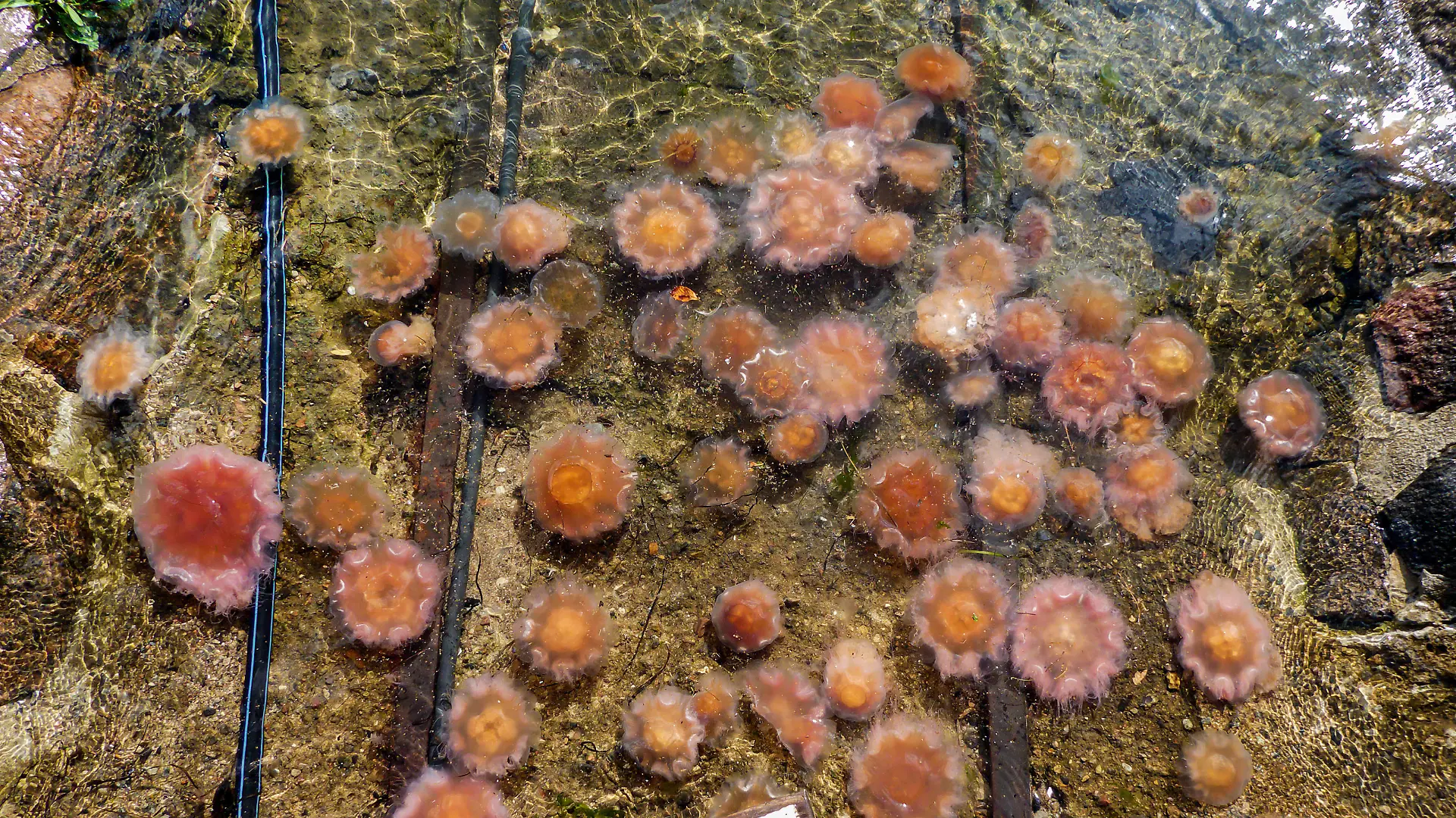 Gelbe Feuerqualle, Gelbe Haarqualle, Gelbe Nesselqualle, Feuerqualle (Cyanea capillata), angespuelte Feuerquallen, Deutschland, Schleswig-Holstein | lions mane, giant jellyfish, hairy stinger, sea blubber, sea nettle, pink jellyfish (Cyanea capillata), washed up on the beach, Germany, Schleswig-Holstein