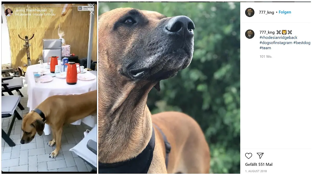 Steffens Hund war in Jenny Frankhausers Insta-Story