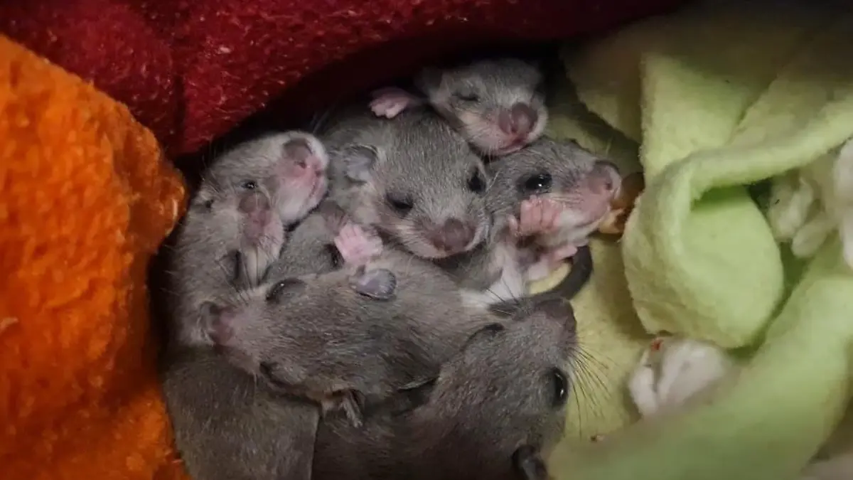 HANDOUT - 18.08.2023, Bayern, München: Eine Siebenschläfer-Familie. Das Muttertier hatte sich laut Wildtierwaisen-Schutzstation mit acht Jungen in einer Badezimmerschublade einer Familie in München eingenistet. (zu dpa: «Siebenschläfer-Mama mit acht Jungen aus Badezimmer gerettet») Foto: Sabine Gallenberger/Wildtierwaisen-Schutz e.V./dpa - ACHTUNG: Nur zur redaktionellen Verwendung im Zusammenhang mit der aktuellen Berichterstattung und nur mit vollständiger Nennung des vorstehenden Credits +++ dpa-Bildfunk +++