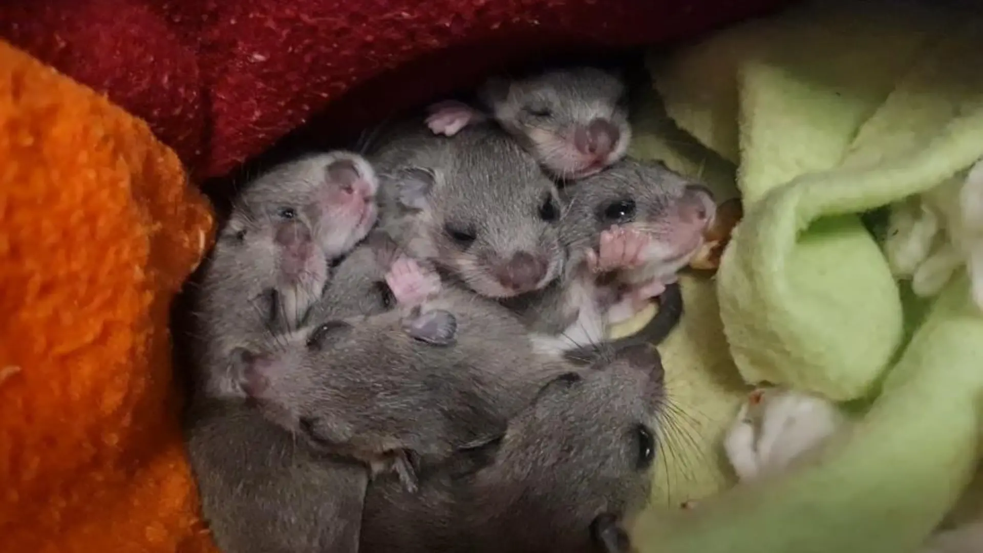 HANDOUT - 18.08.2023, Bayern, München: Eine Siebenschläfer-Familie. Das Muttertier hatte sich laut Wildtierwaisen-Schutzstation mit acht Jungen in einer Badezimmerschublade einer Familie in München eingenistet. (zu dpa: «Siebenschläfer-Mama mit acht Jungen aus Badezimmer gerettet») Foto: Sabine Gallenberger/Wildtierwaisen-Schutz e.V./dpa - ACHTUNG: Nur zur redaktionellen Verwendung im Zusammenhang mit der aktuellen Berichterstattung und nur mit vollständiger Nennung des vorstehenden Credits +++ dpa-Bildfunk +++