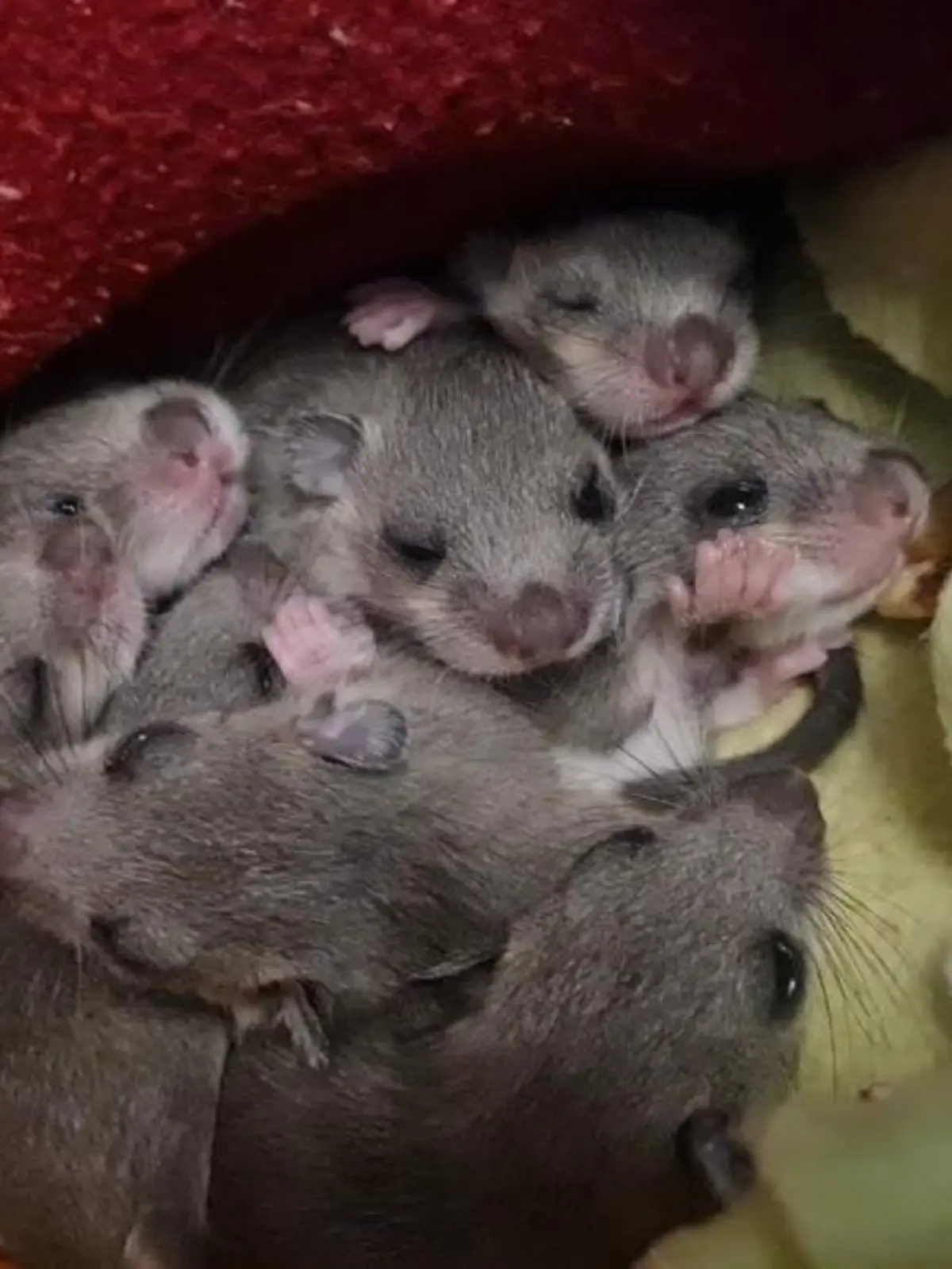 HANDOUT - 18.08.2023, Bayern, München: Eine Siebenschläfer-Familie. Das Muttertier hatte sich laut Wildtierwaisen-Schutzstation mit acht Jungen in einer Badezimmerschublade einer Familie in München eingenistet. (zu dpa: «Siebenschläfer-Mama mit acht Jungen aus Badezimmer gerettet») Foto: Sabine Gallenberger/Wildtierwaisen-Schutz e.V./dpa - ACHTUNG: Nur zur redaktionellen Verwendung im Zusammenhang mit der aktuellen Berichterstattung und nur mit vollständiger Nennung des vorstehenden Credits +++ dpa-Bildfunk +++