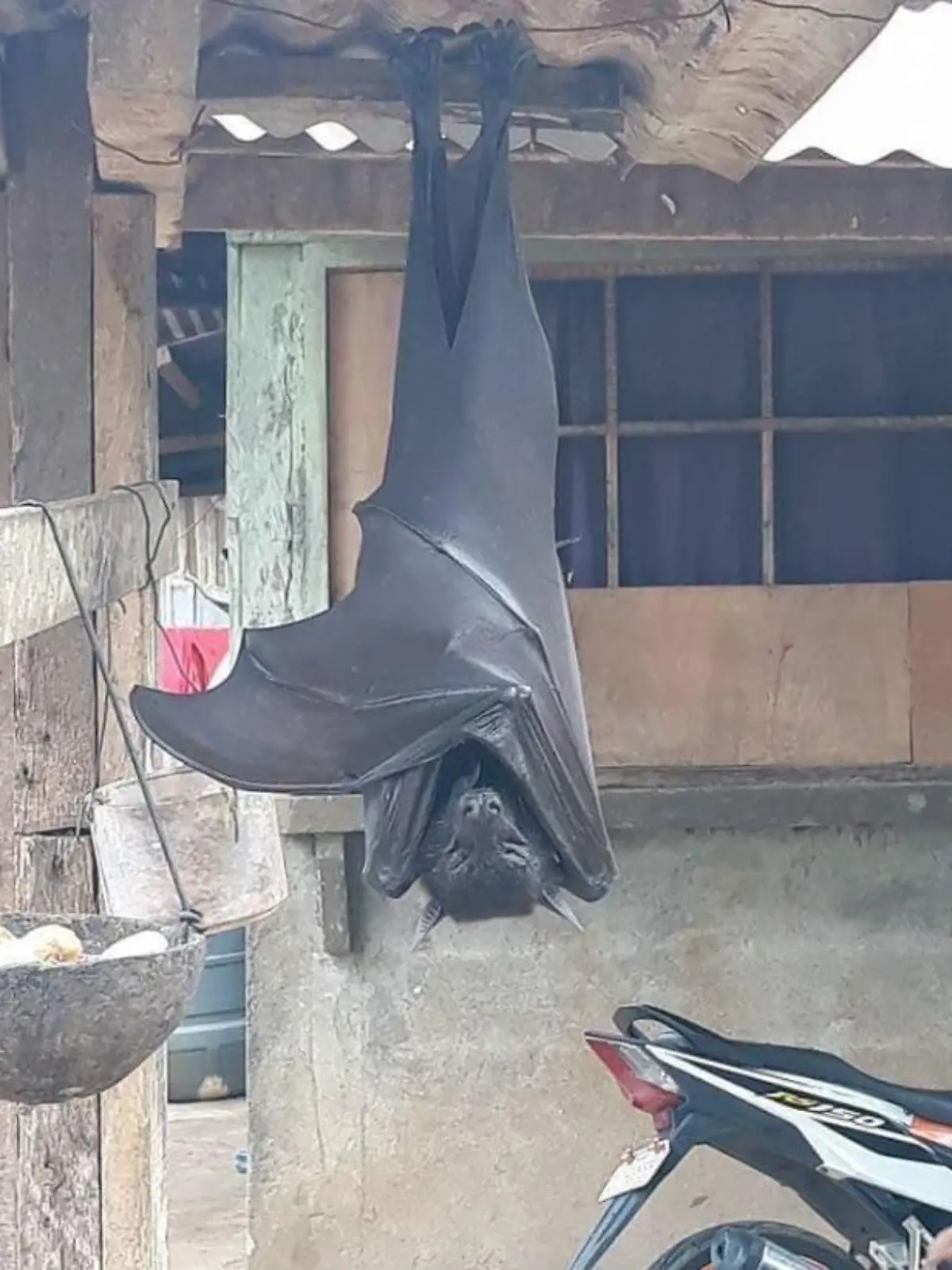 Diese riesige Fledermaus schockiert das Netz