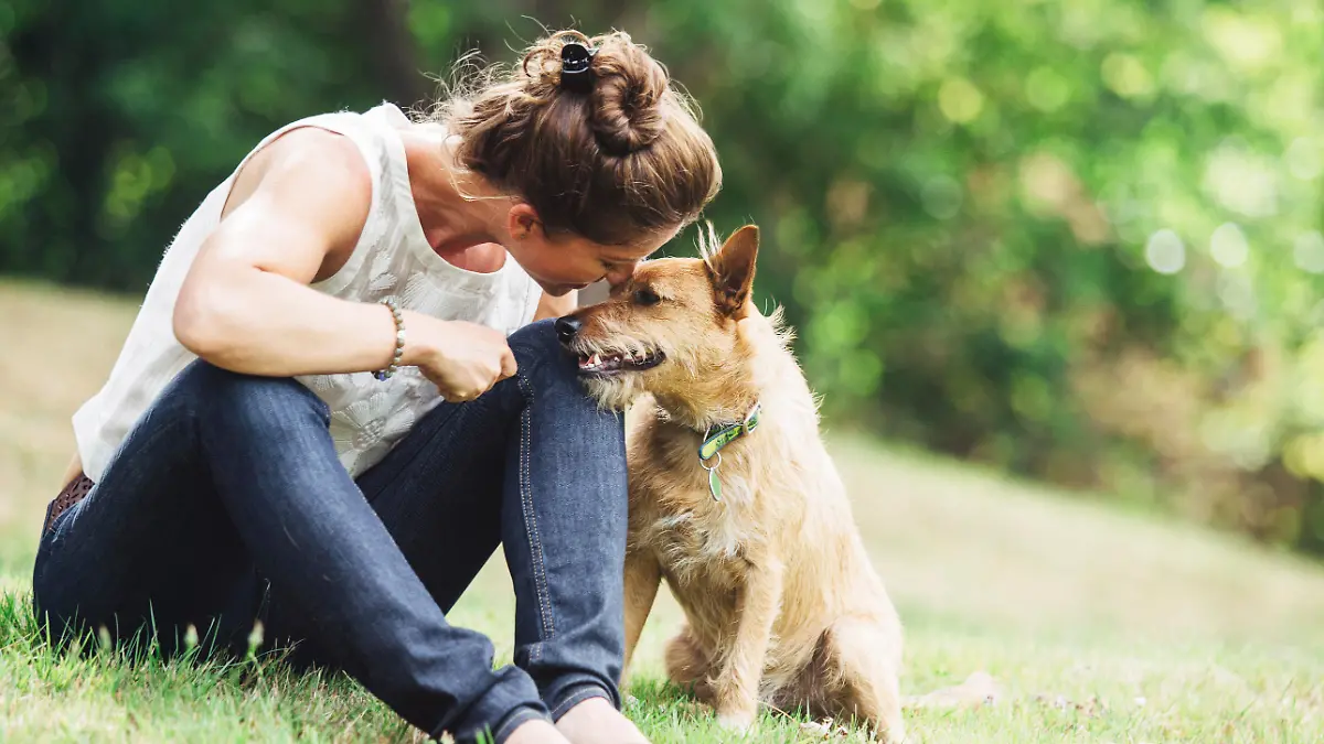 So gehen Sie mit Ihrem Hund im Alter richtig um! Ältere Tiere brauchen eine spezielle Pflege
