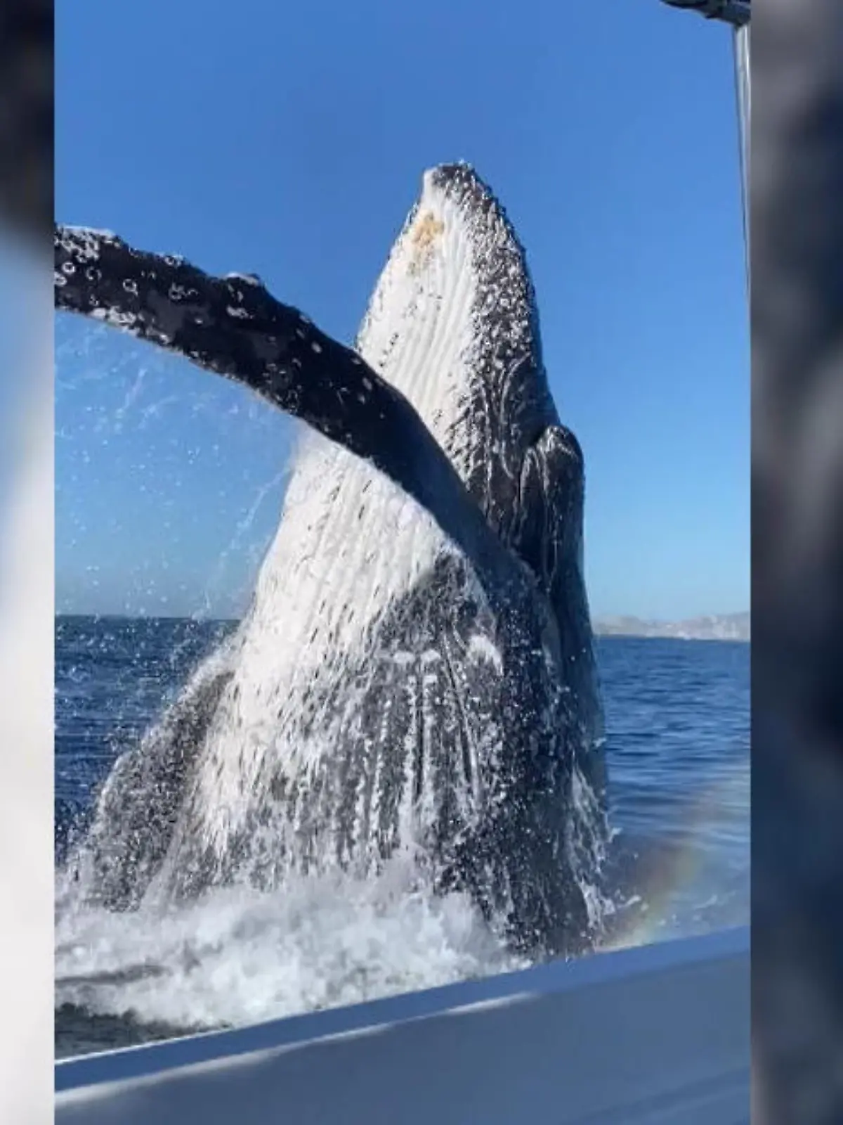 Dass sie beim Whale Watching einem Buckelwal mal so nahekommen würden, hätten diese Touristen wohl auch nicht gedacht.