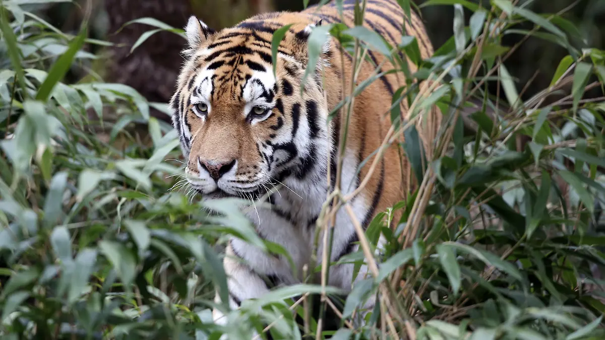 Ein Amurtiger (lat. panthera tigris altaica) streift im Allwetterzoo in Münster (Nordrhein-Westfalen) durch sein Außengehege, aufgenommen am 21.02.2013. Foto: Kevin Kurek