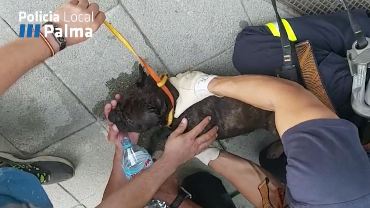 Hund nach Hitzeschlag gerettet