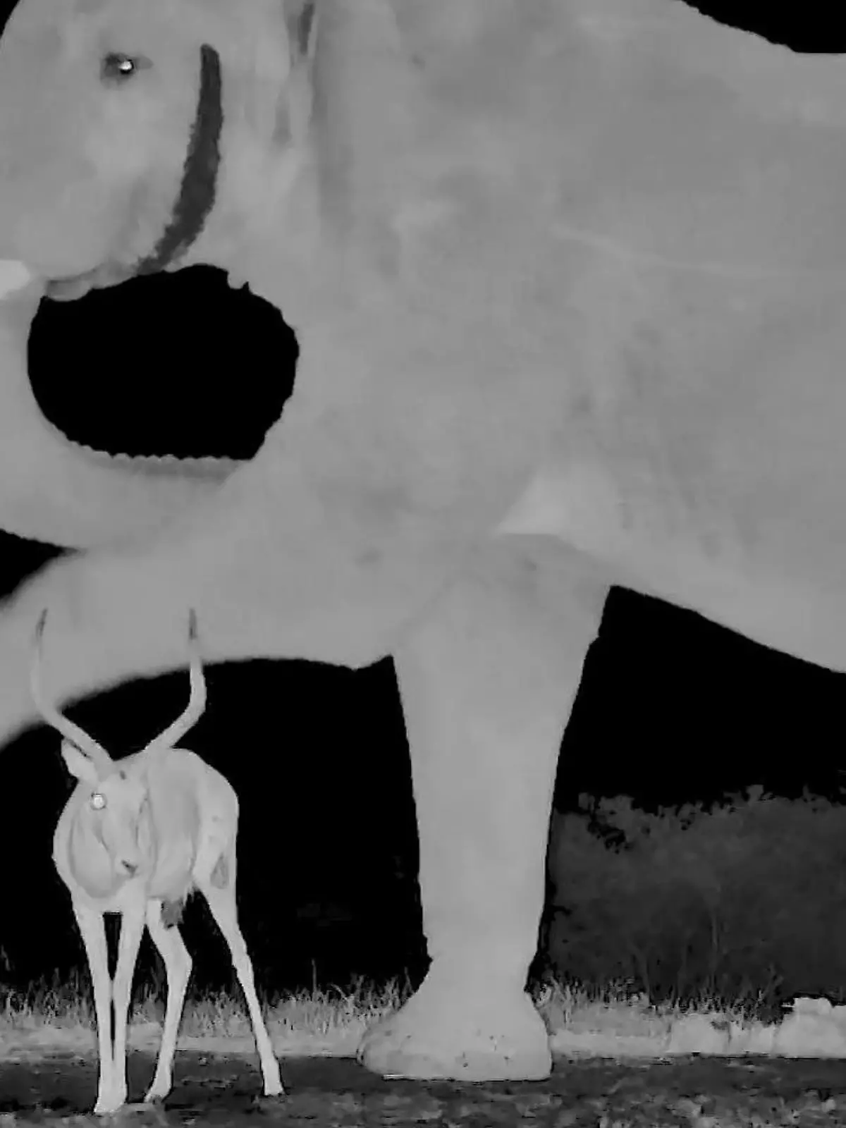 Er ist ANTI-lope! Elefant kickt Impala weg