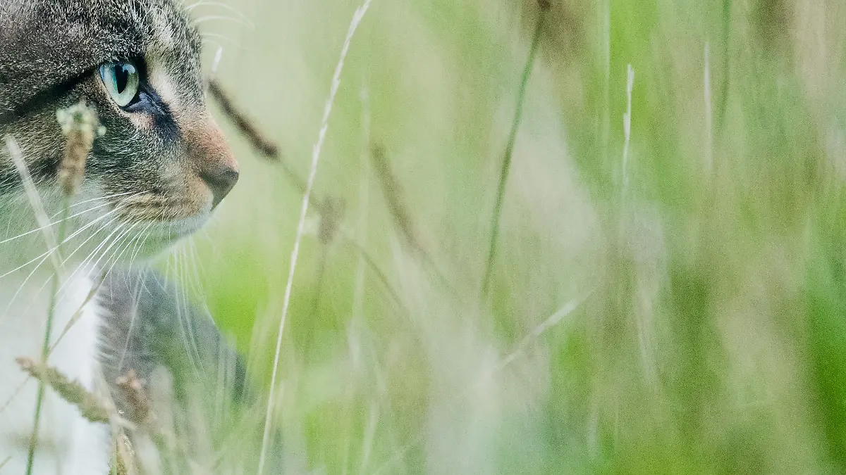Mit gezielten Schüssen auf den Kopf wurde das Tier schwer verletzt. (Symbolbild)