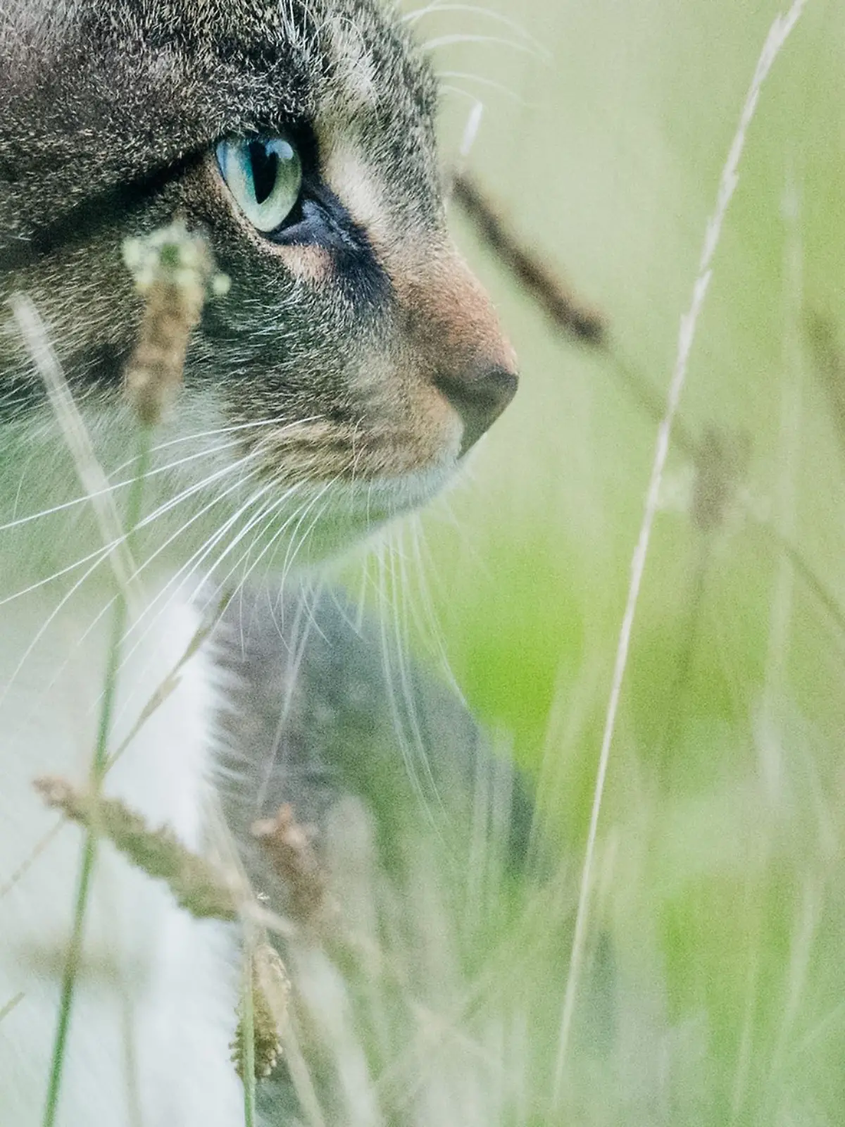 Mit gezielten Schüssen auf den Kopf wurde das Tier schwer verletzt. (Symbolbild)