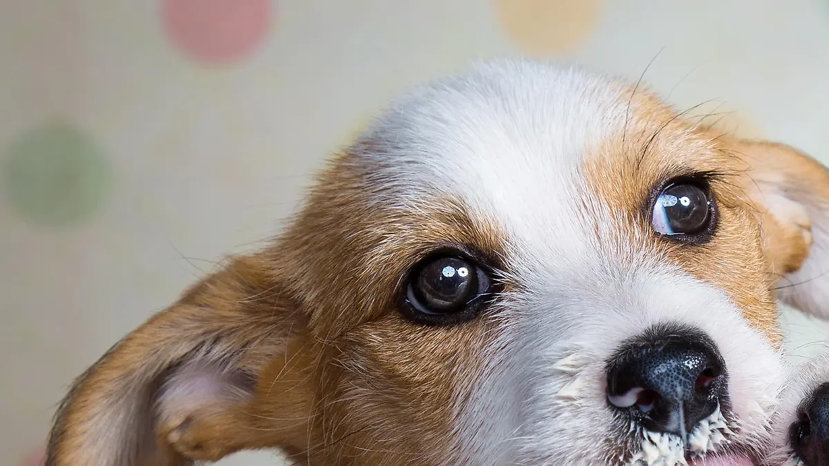 A couple of puppies eat their first ice cream cone.