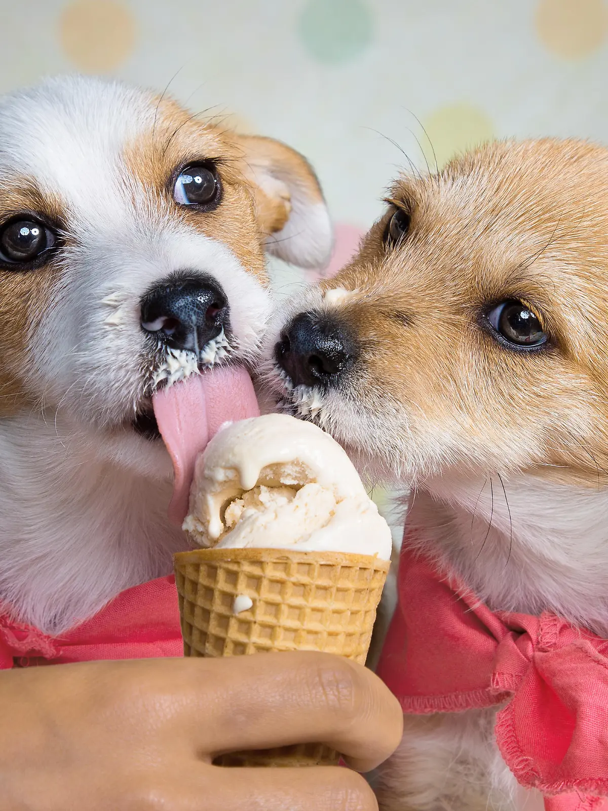 A couple of puppies eat their first ice cream cone.