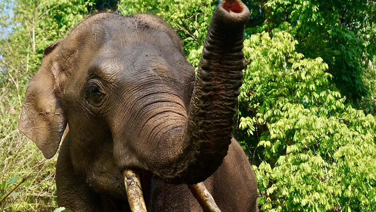 Elefant in Thailand