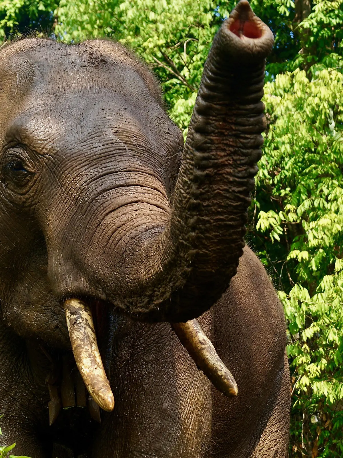 Elefant in Thailand