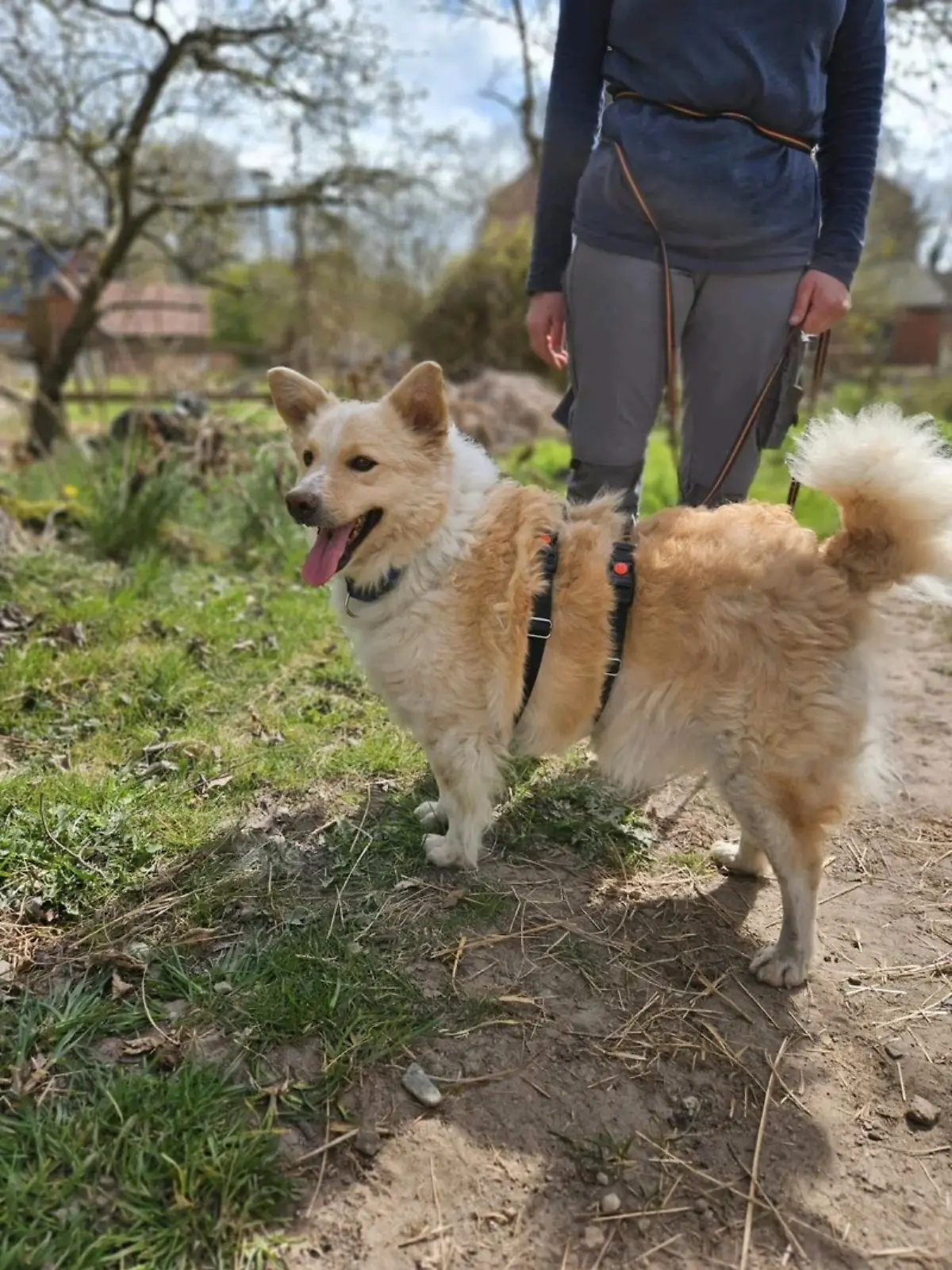 Bild zu: "Rettung aus der rumänischen Hunde-Hölle!"