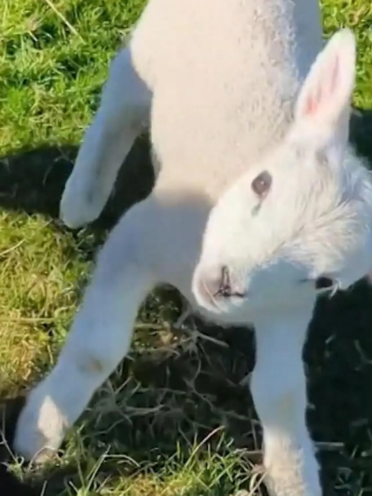 Bild zu: "Lämmchen Wonky ist schief gewickelt – aber voller Leben!"