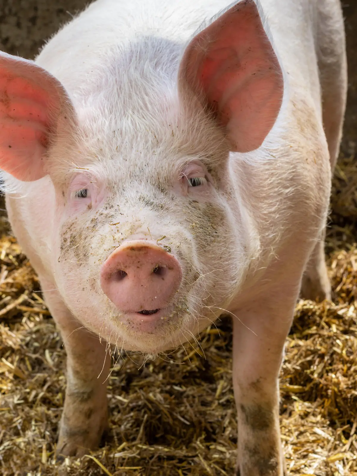 Schwein im Schweinestall