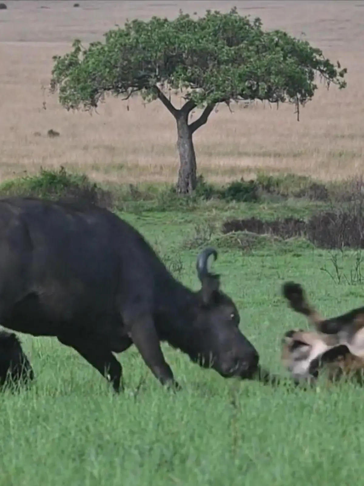 Bild zu: "Löwenrudel greift Kalb an – Büffel-Herde verteidigt es"