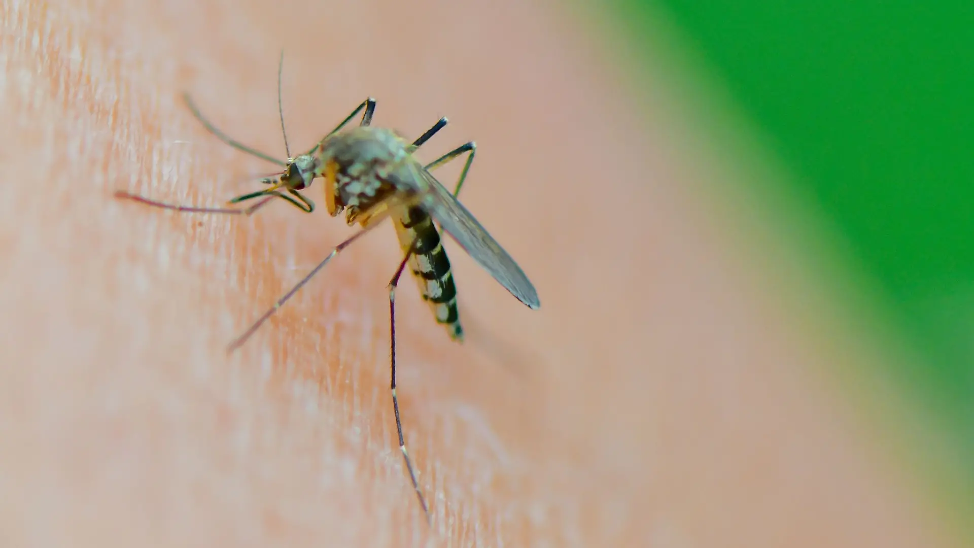 Damit es gar nicht so weit kommt, nutzen viele im Sommer gern Insektensprays. Was sie taugen, hat die Stiftung Warentest untersucht.