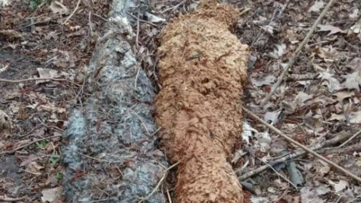 Mr. Grey und Top Secret wurden so bei einer Müllsammelaktion gefunden. Sie wurden professionell geschlachtet.