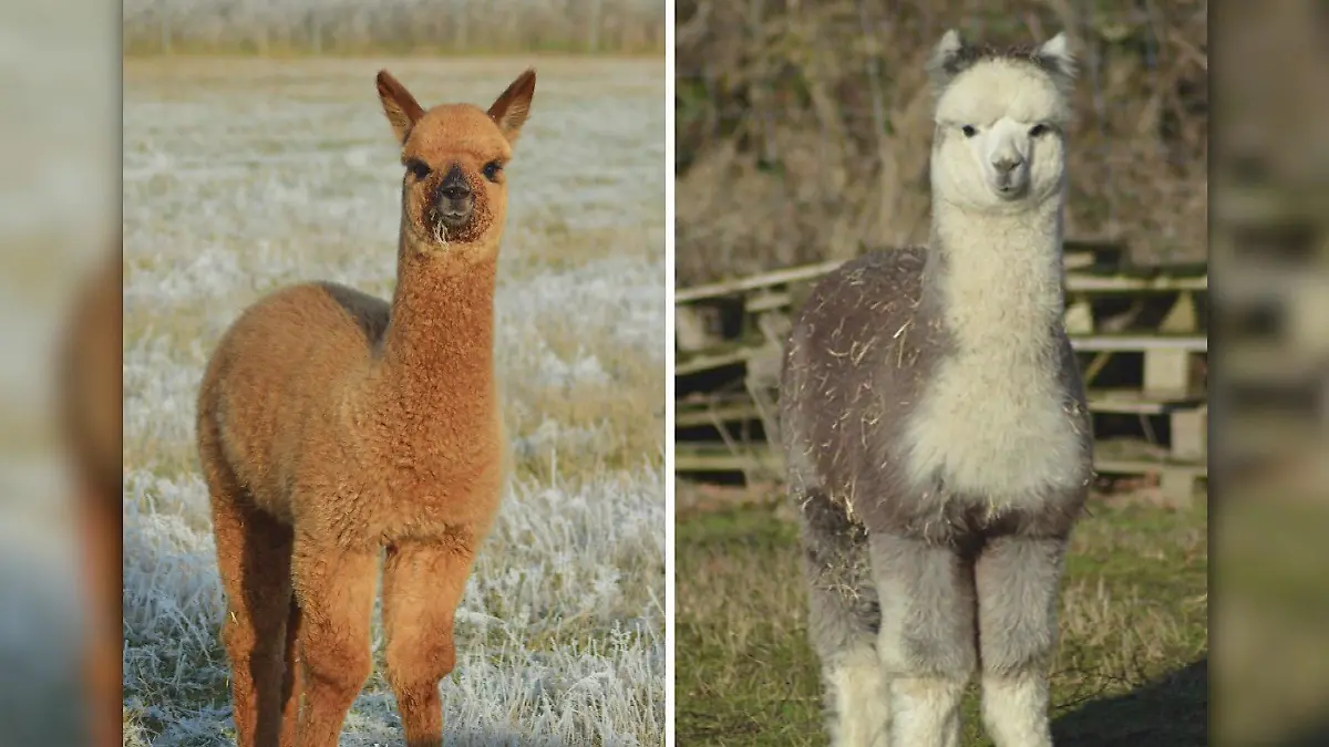 Top Secret und Mr. Grey waren gerade mal sechs Monate alt, als sie entführt worden.