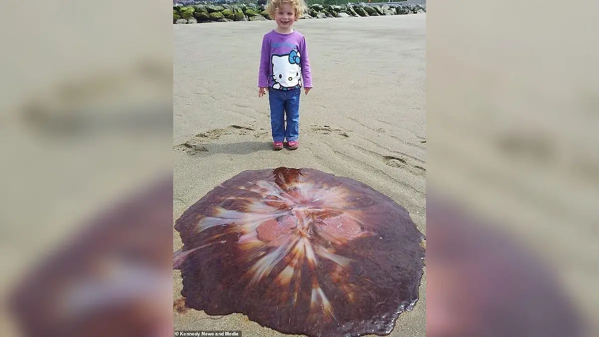 Die kleine Eryn Faux posiert an einem Strand in Wales neben einer riesigen Qualle.