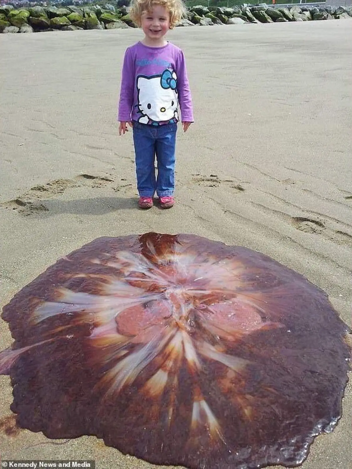 Die kleine Eryn Faux posiert an einem Strand in Wales neben einer riesigen Qualle.