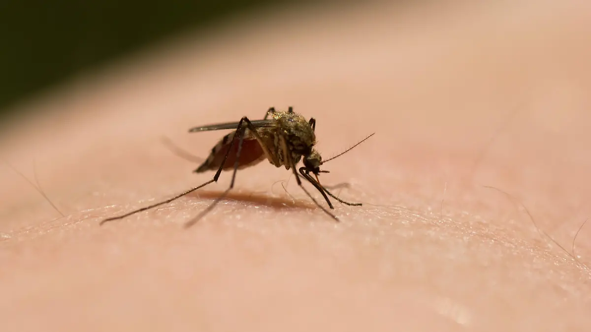 mosquito sits on the skin sucks blood