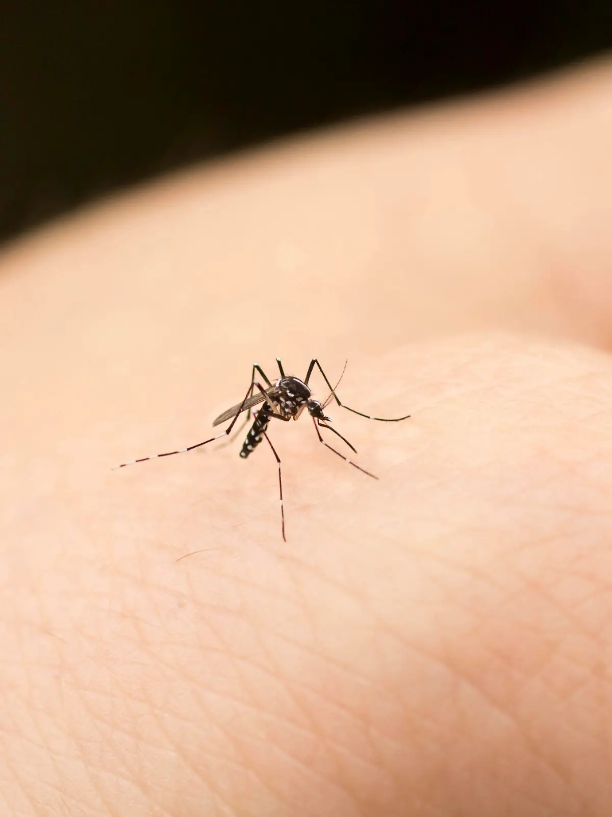 Mosquito on human hand.