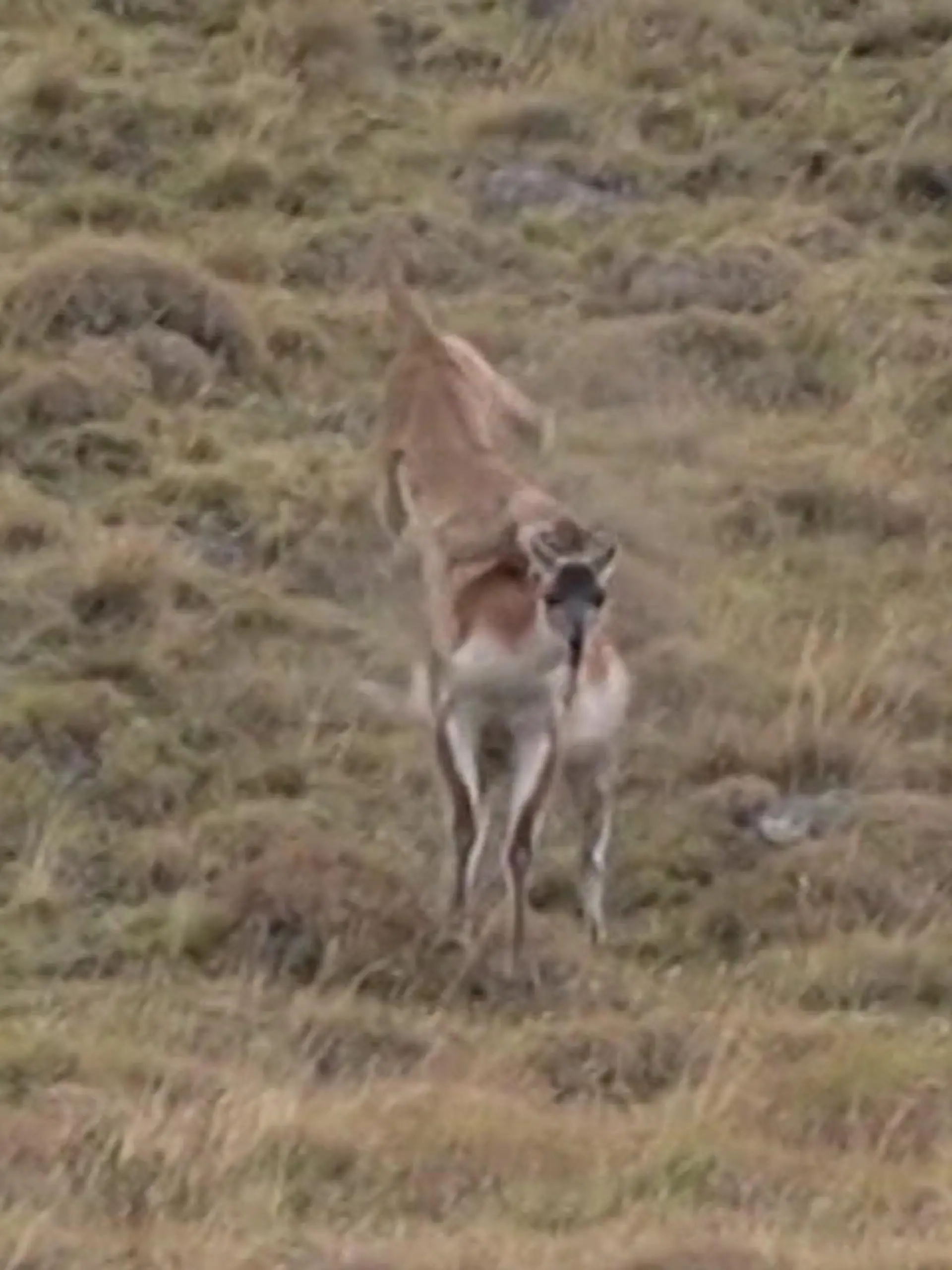Guanako Puma Kampf
