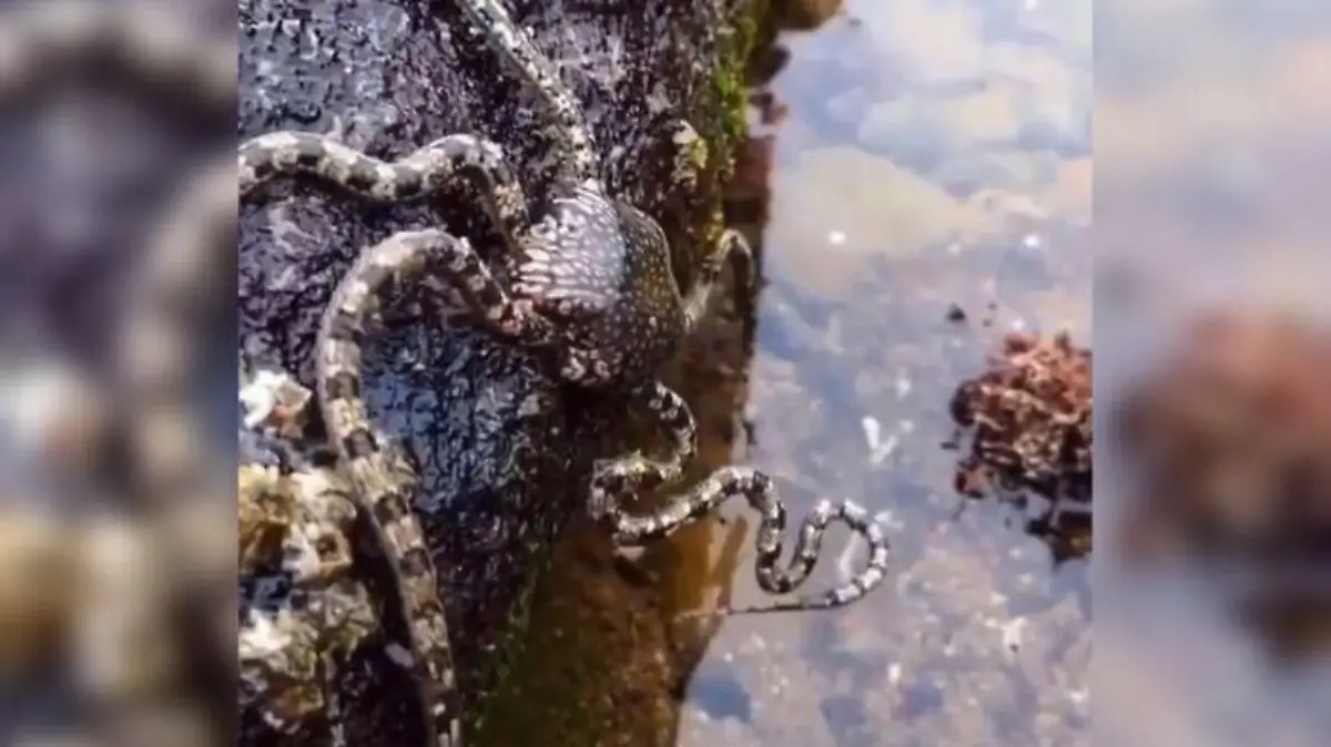 Spinne, Schlange oder ein Seeungeheuer: Was ist das denn für eine Kreatur?