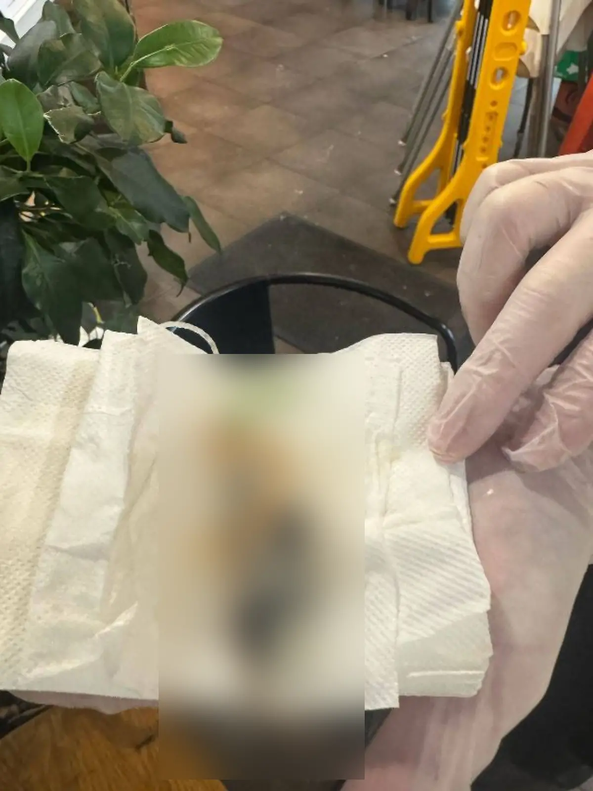 Die tote Ratte liegt auf einem Küchenpapier zwischen Salatblättern. 