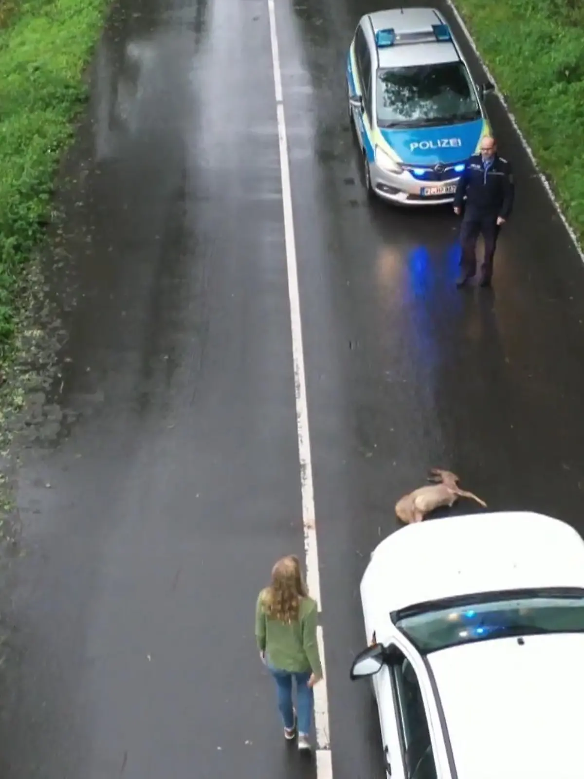 Bild zu: "Knapp 33.000 Wildunfälle pro Jahr in NRW"