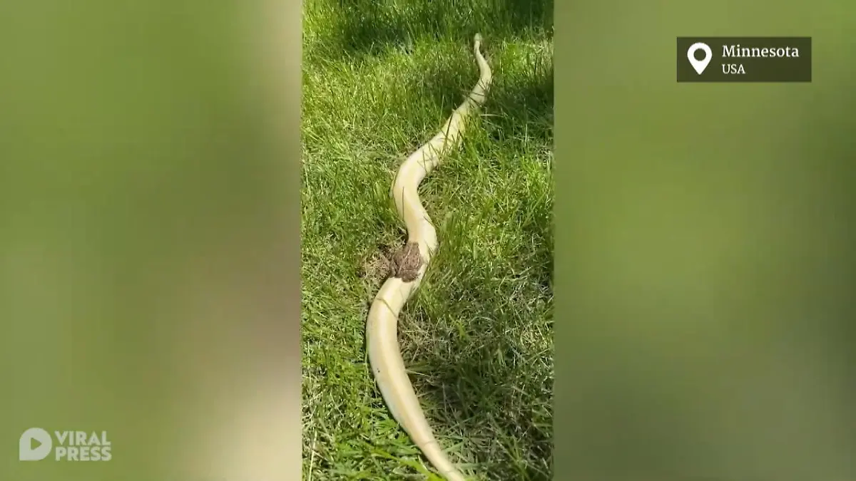 Frosch wagt sich an eine Banana Spinner Python Minnesota