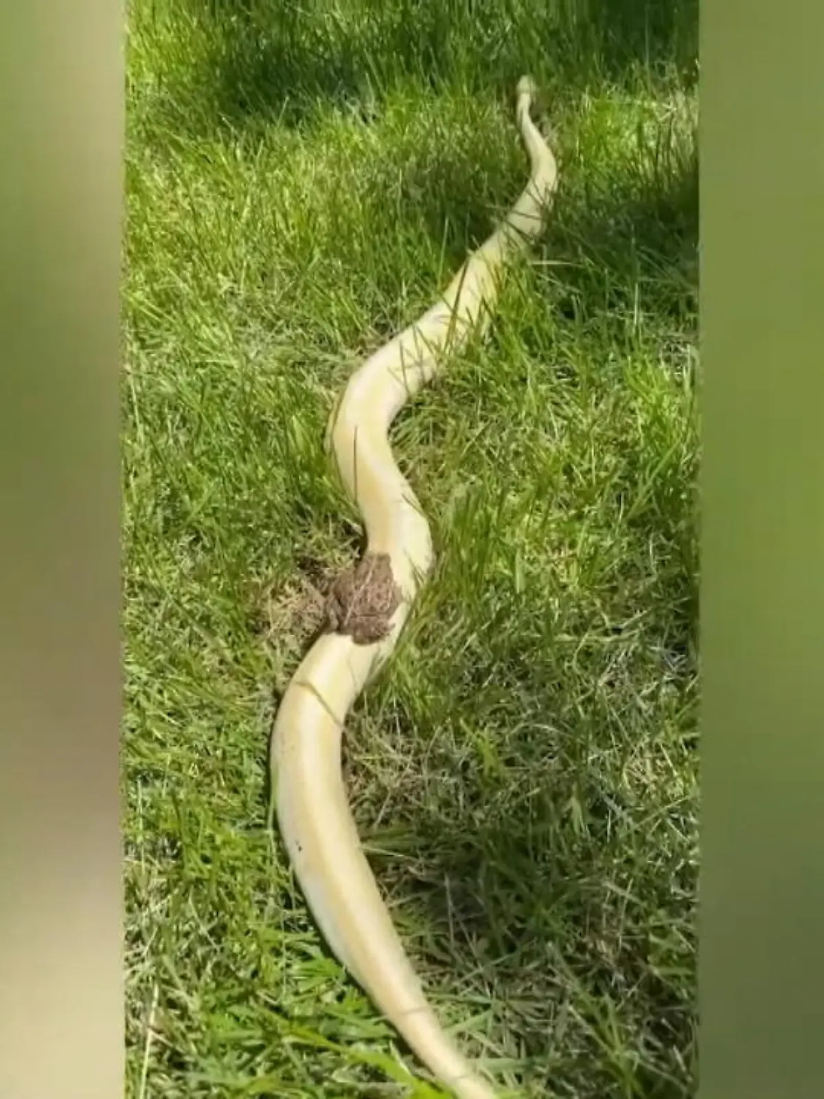 Bild zu: "Frosch wagt sich an eine Banana Spinner Python"