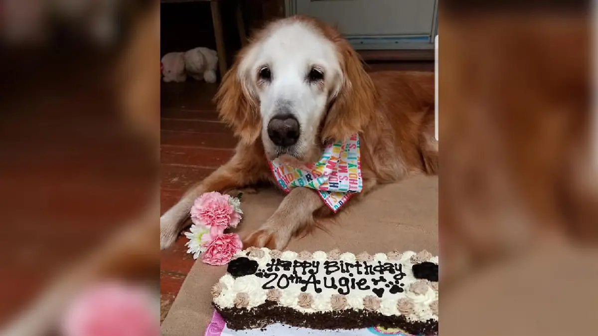 Ältester Golden Retriever Augie aus Tennessee (USA)