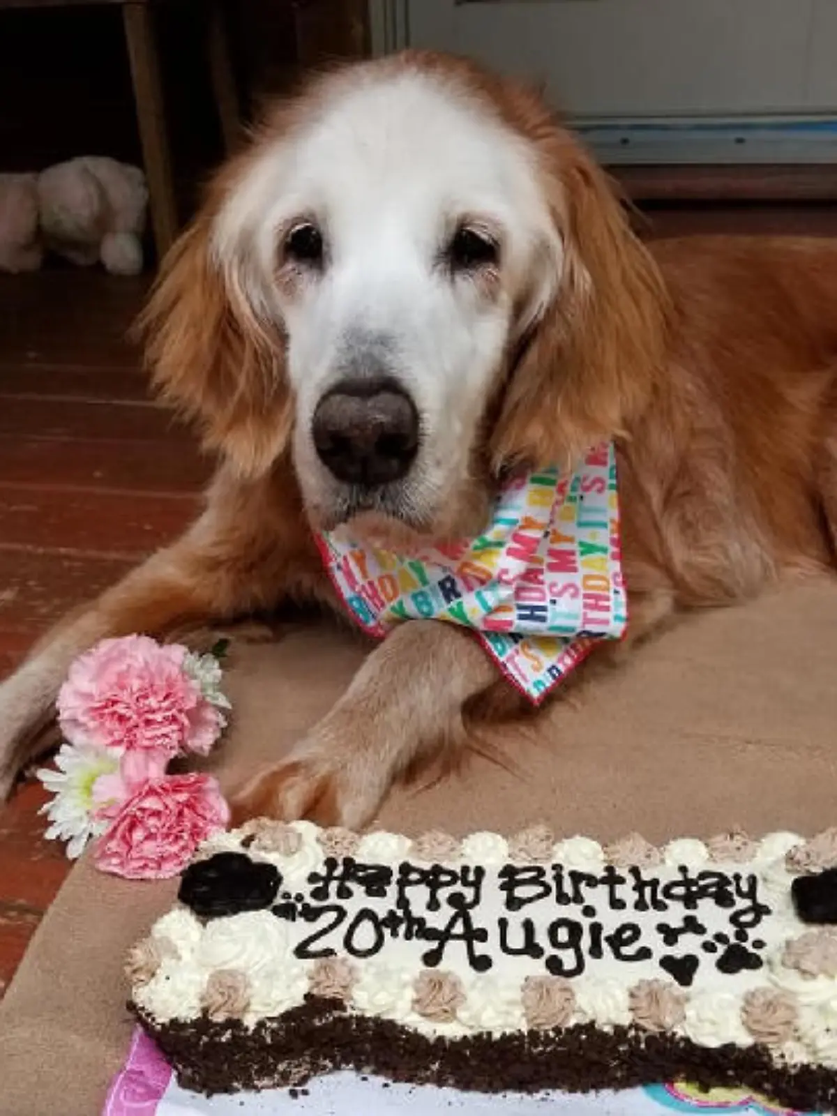 Ältester Golden Retriever Augie aus Tennessee (USA)
