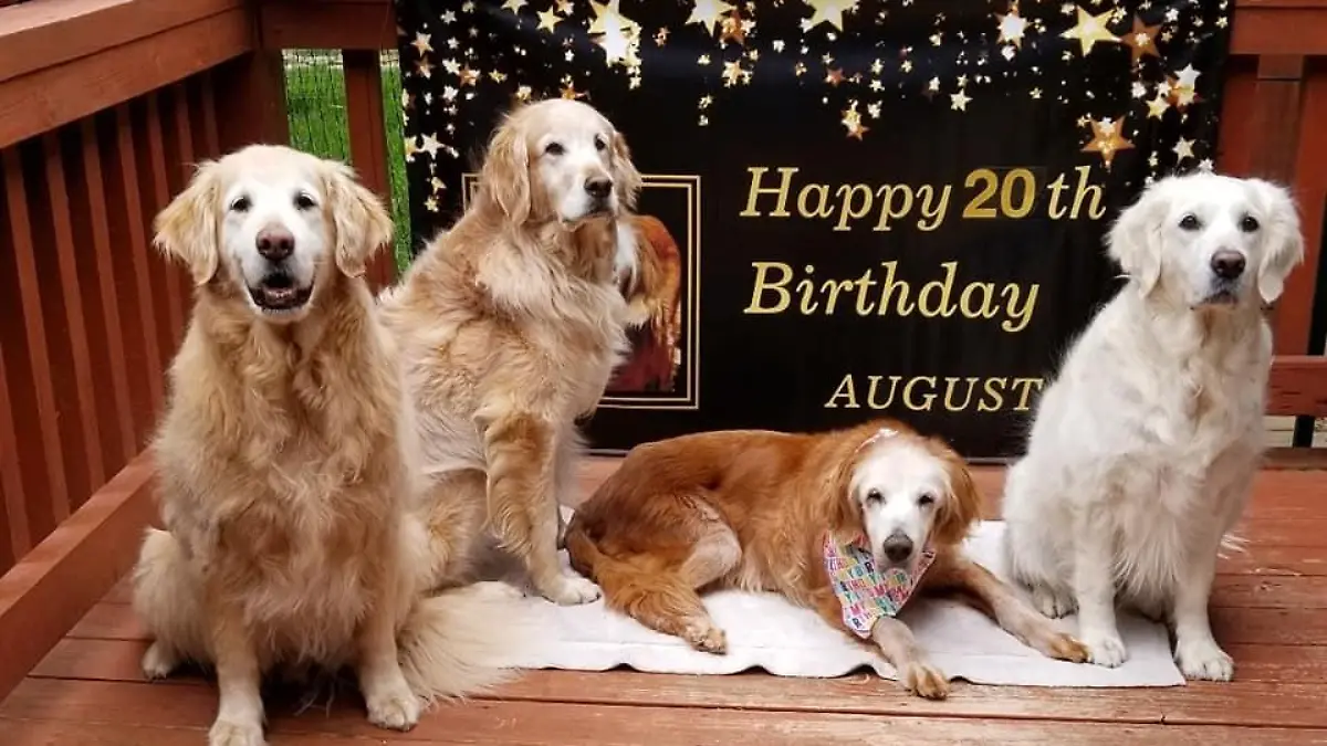 Ältester Golden Retriever Augie feiert Geburtstag