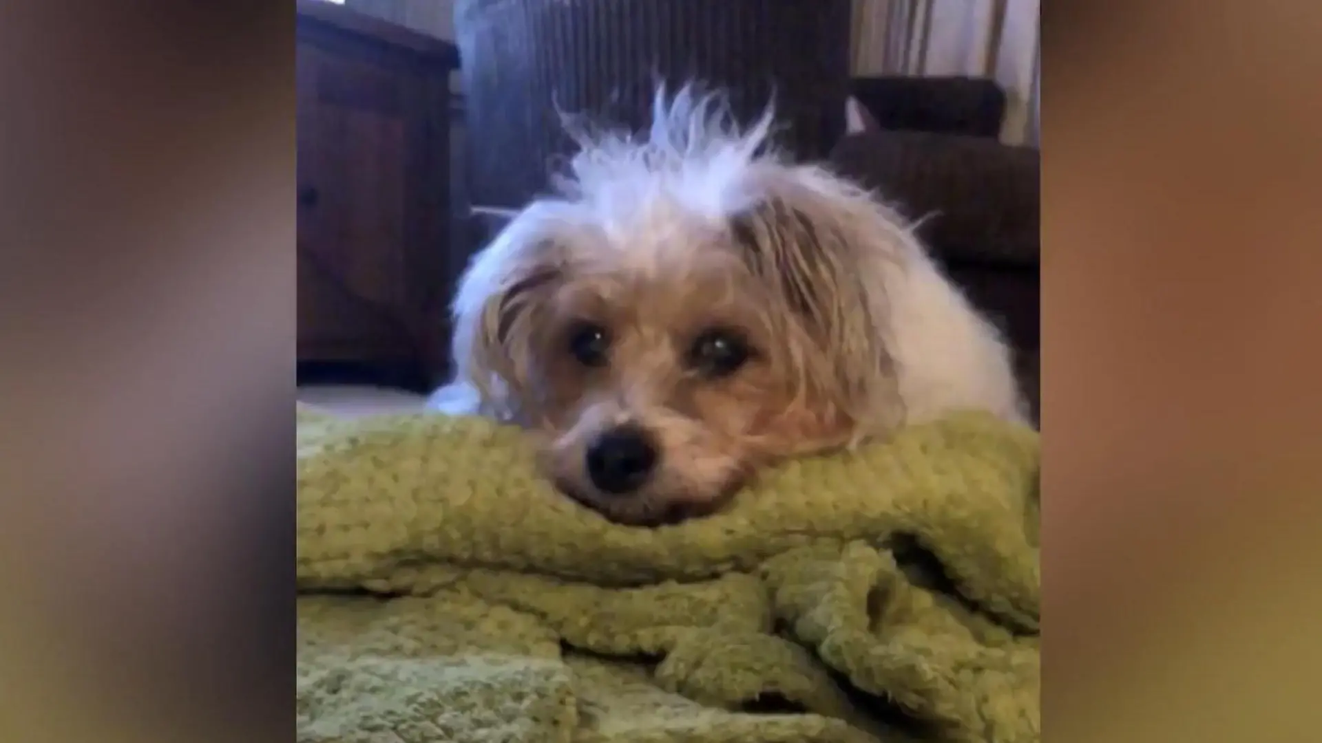 Gesicht von totem Hund erscheint Besitzerin in den Wolken Lucy musste gerade Abschied von Sunny nehmen
