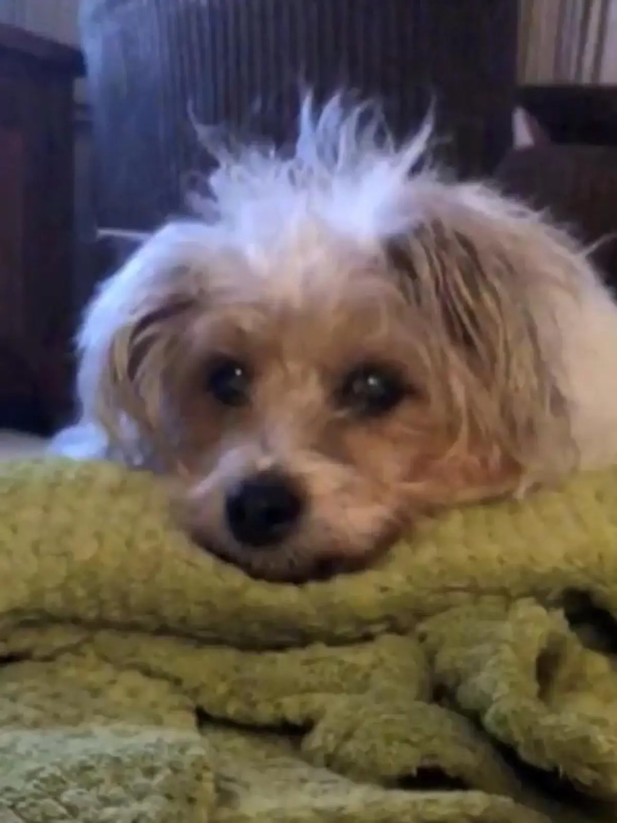 Bild zu: "Gesicht von totem Hund erscheint Besitzerin in den Wolken"
